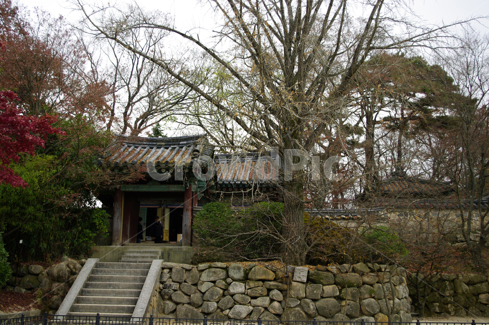 경주,건축,불국사,사찰,지붕,traditional,전통,기와지붕,가을,fall,나무,식물,plant,가을,계절,fall,autumn,season,한국전통,한국문화,korean traditional,korean culture,건축물,건물외관,exterior,building,structure,architecture,construction,outdoors,옥외,wall,벽