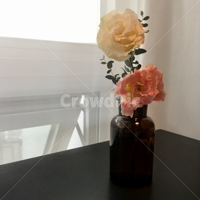 꽃,flower,꽃사진,꽃병,손,손사진,손꽃,꽃을든남자,꽃배경화면,배경화면사진,꽃배경,가을,코스모스,꽃,flower,실내용화초,화분,화초,house plant