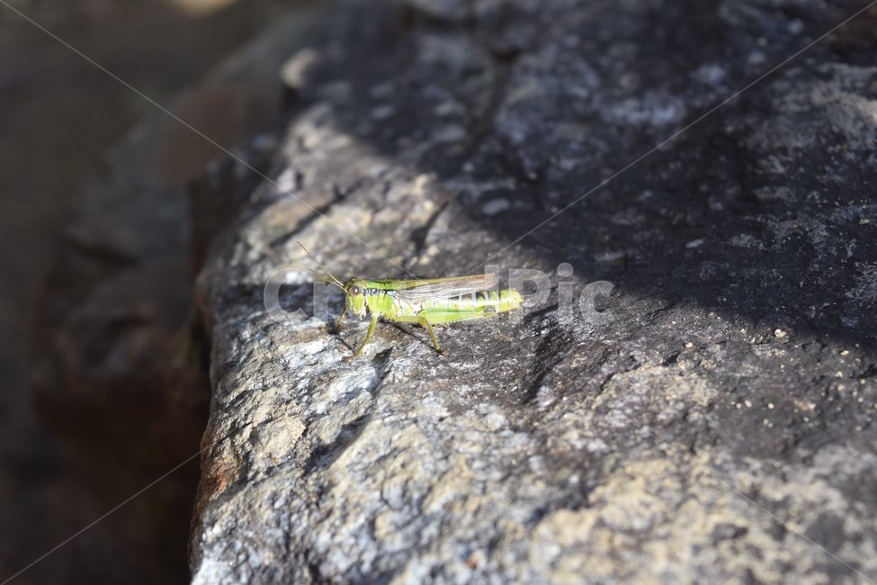 돌,메뚜기,파충류,곤충,자연,orthoptera,동물,animal,곤충,벌레,insect,bug