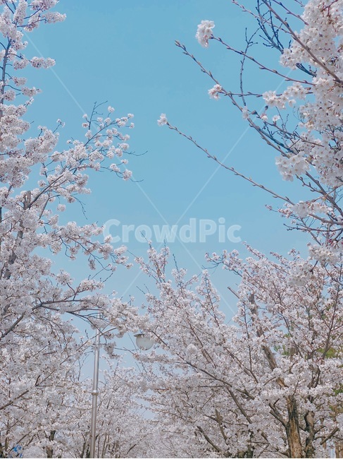 벚꽃축제,벚꽃,벚나무,blossom,cherryblossom,봄