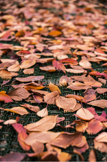 낙엽,나뭇잎,잎사귀,가을낙엽,잎,가을,가을,계절,fall,autumn,season,leaf,plant,식물,ground,바닥