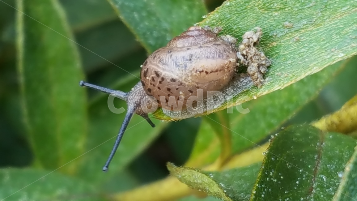 달팽이,snail,풀잎,leafofgrass,달팽이눈,snaileye