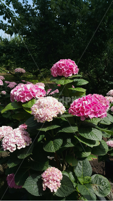 수국,꽃,풀,분홍,초록,식물,자연,plants,nature,꽃,flower