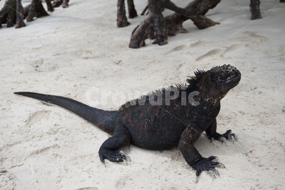 갈라파고스,동물,야생동물,파충류,이구아나,바다,동물,animal,파충류,양서류,reptile,amphibian