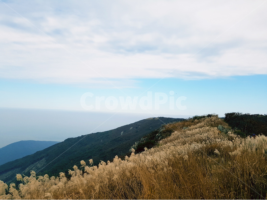 억새,구름,오서산,하늘,풍경,가을,가을,계절,fall,autumn,season,자연,풍경,nature,landscape,plant,식물,grass,잔디