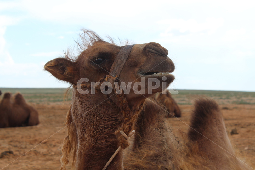 낙타,몽골,사막,camel,cameltrack,camelriding,동물,animal,포유류,mammal