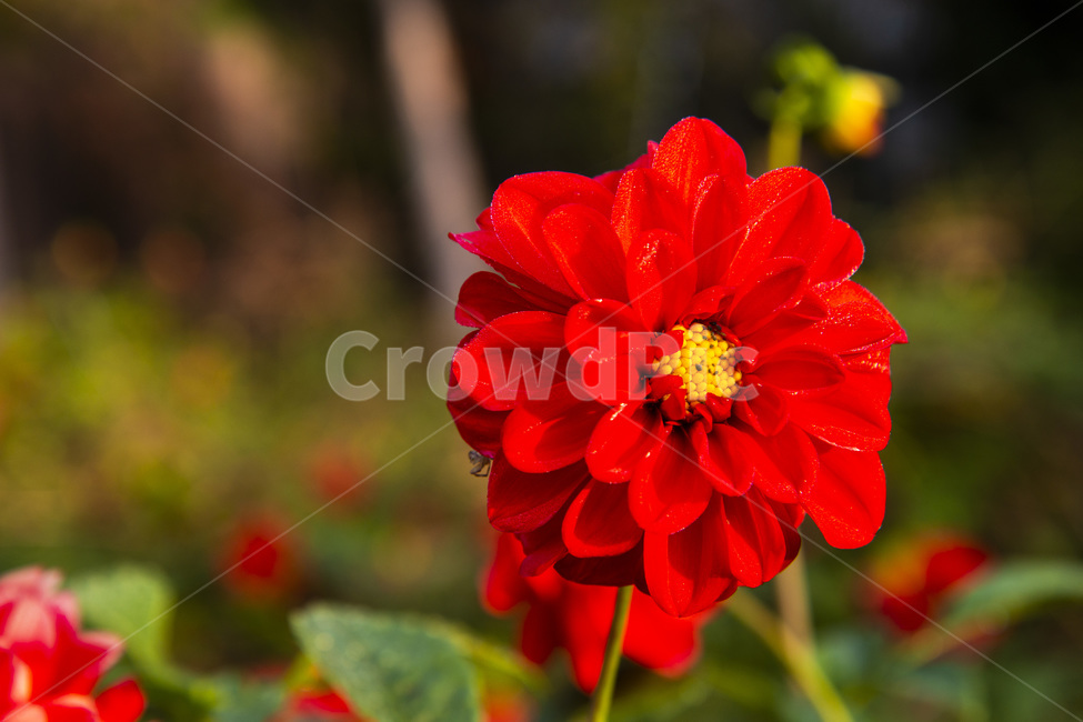 빨간,꽃,큰꽃,배경,플라워,식물,자연,plants,nature,꽃,flower