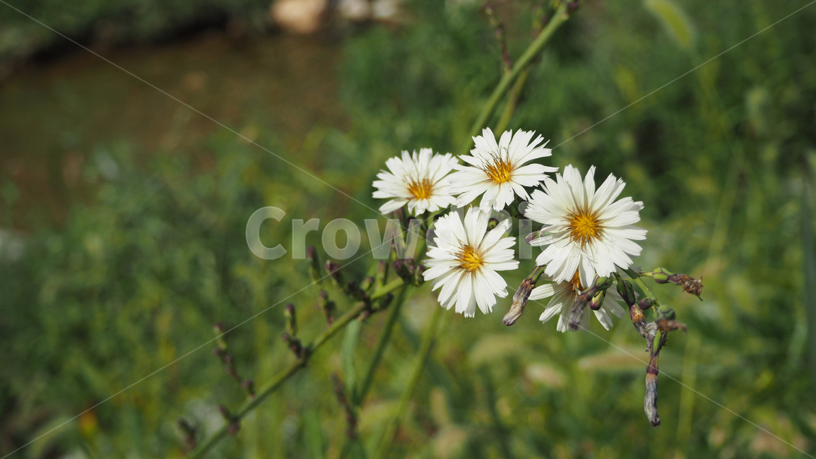 야생화,꽃,데이지,wildflower,flower,daisy,blossom,식물,식물,자연,plants,nature,꽃,flower