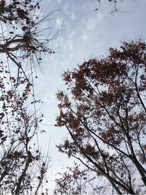 풍경,scenery,나무,tree,나무줄기,treetrunk,잎,leaf,생활,life,하늘,sky
