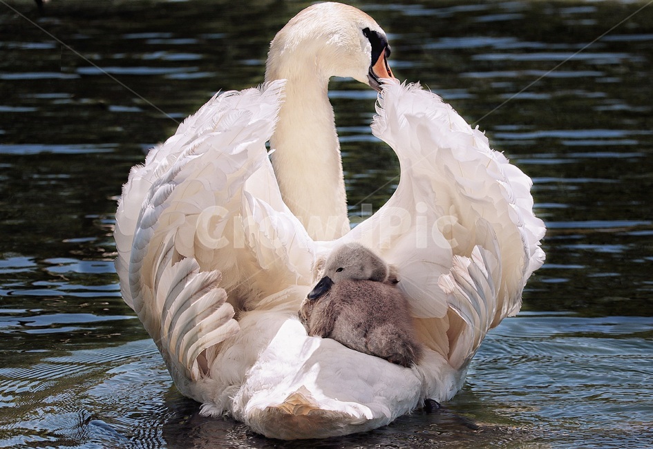 백조,새,조류,호수,가족,품다,흰색,날개,동물,animal,조류,새,birds