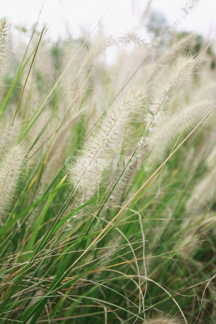갈대,갈대밭,식물,plant,가을,식물,자연,plants,nature