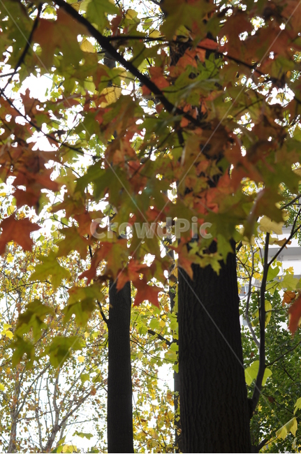 가을,나무,가을풍경,풍경,단풍,낙엽,가을,계절,fall,autumn,season,자연,풍경,nature,landscape,plant,식물,leaf,잎,tree