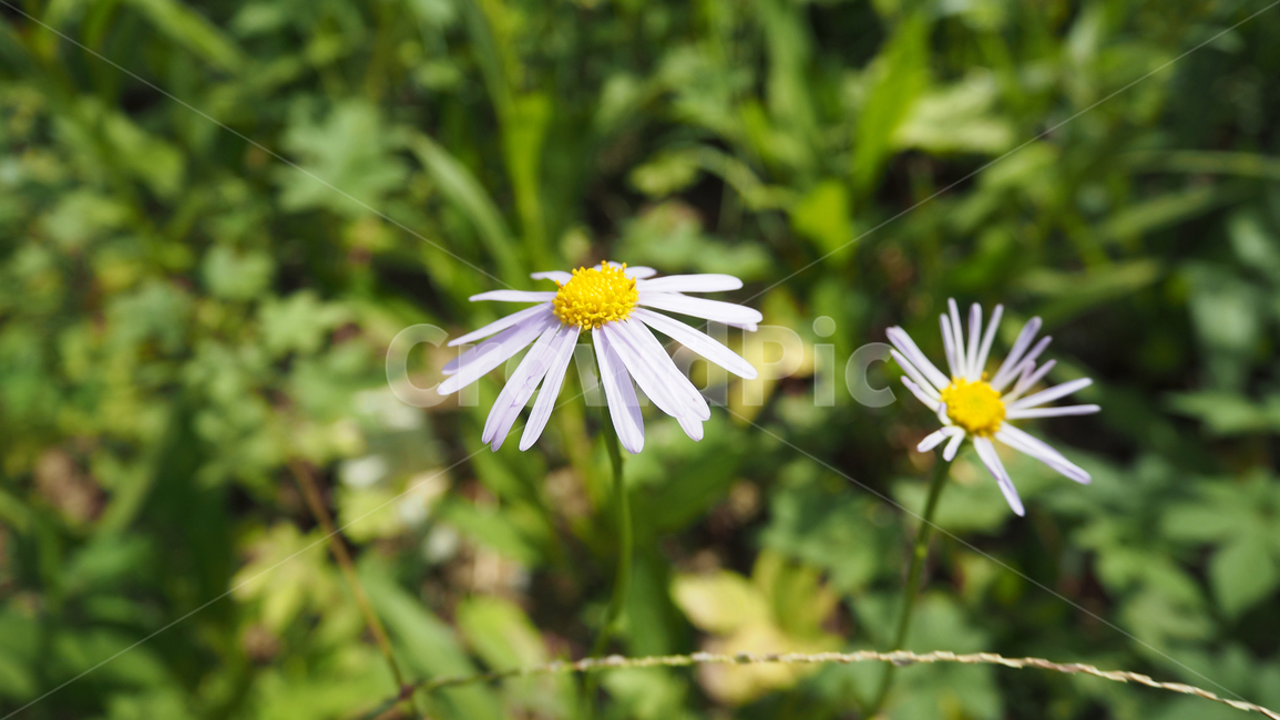 야생화,꽃,식물,자연,옥외,데이지,daisy,wildflower,flower,plant,outdoors,nature,blossom,식물,자연,plants,nature,꽃,flower