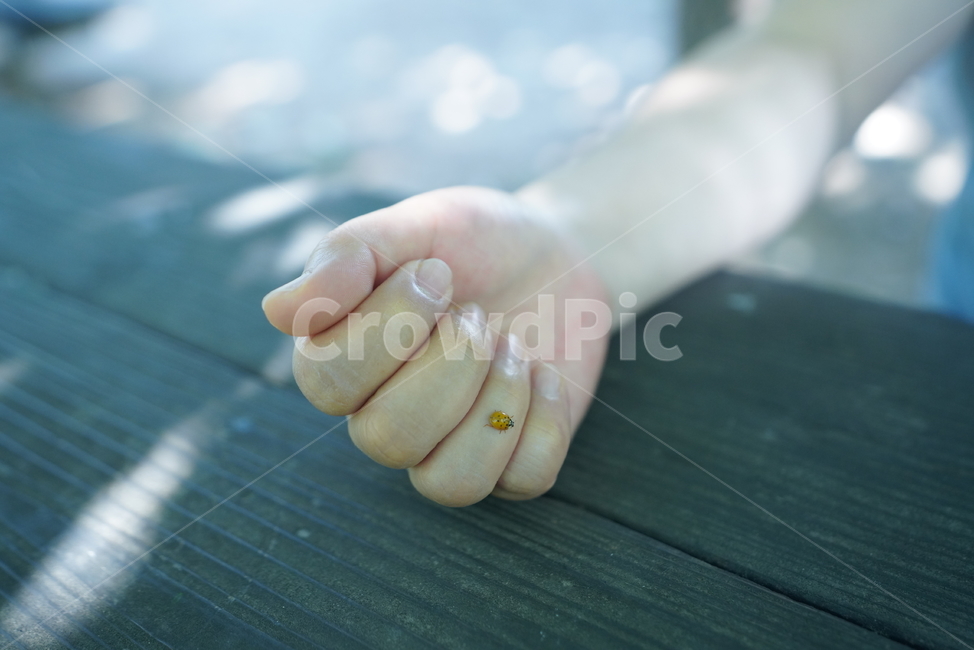 손,핸드,벌레,곤충,생명,생물,hand,무당벌레