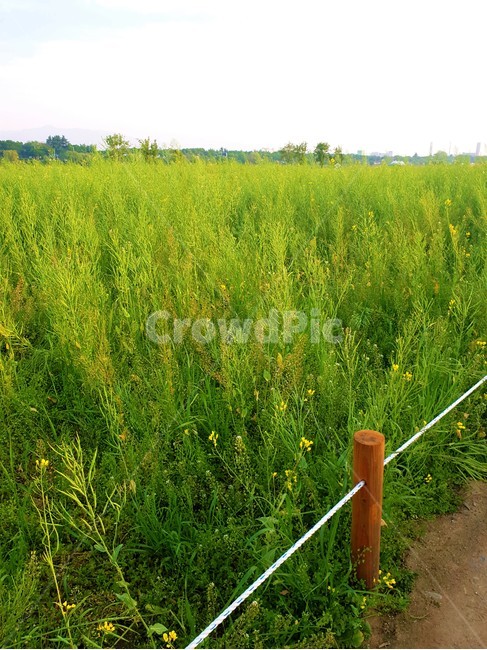 풀밭,풍경,평원,식물,landscape,plain,plant,자연,풍경,nature,landscape,field,들,grassland,목초지,outdoors,옥외