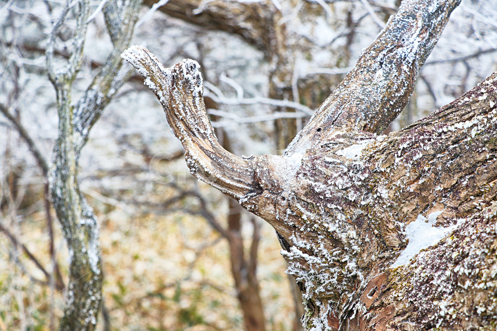 한라산,1100고지,눈꽃,설경,눈,snow,자연,옥외,outdoors,nature