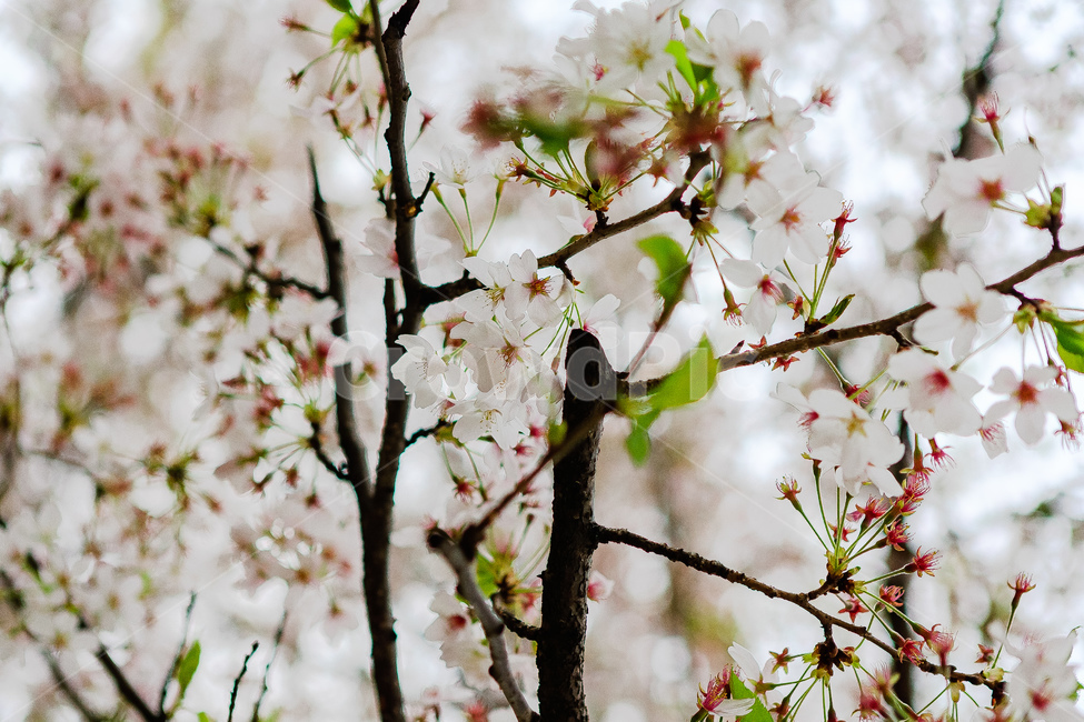 벚꽃,꽃,봄,봄꽃,벚꽃들,식물,자연,plants,nature,꽃,flower