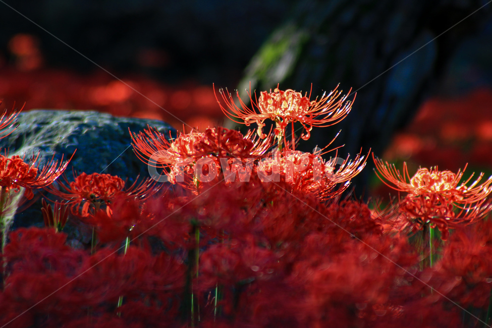 빛,가을,꽃무릇,빨강,소나무,식물,자연,plants,nature,꽃,flower