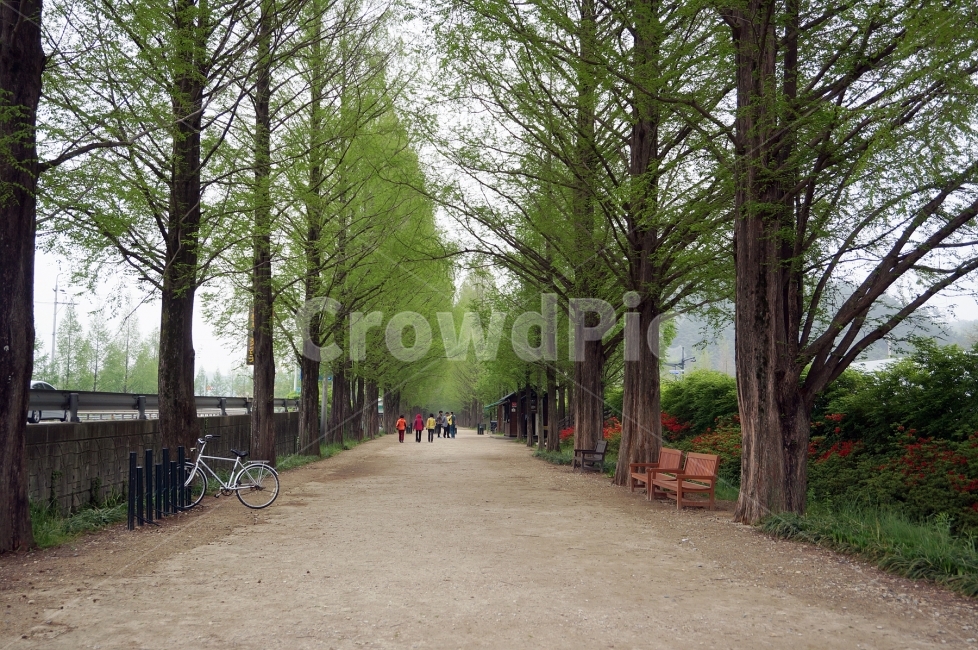 메타세콰이어,담양,드라이브,풍경,나무,관광지,대한민국,가볼만한곳,tree,trip,journey,vacation,자연,풍경,nature,landscape,한국자연풍경,한국자연경관,korea nature landscape,식물,plants,나무,trees,wood,transportation,교통,vehicle,차량,bike,자전거,bicycle