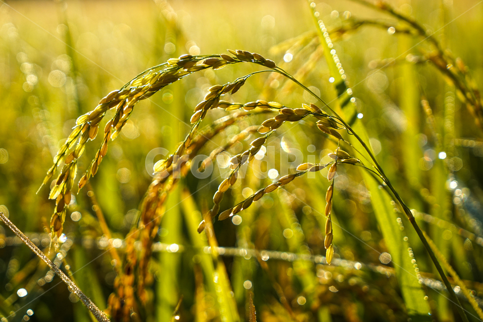 벼,논,이슬,아침,농사,농업,산업,industry,industrial,농업,농사,agriculture,farming,farming industry