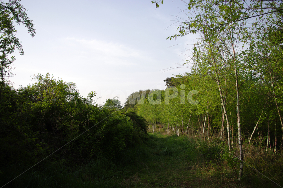 자작나무,나무,숲,식물,길,하늘,자연,풍경,nature,landscape,tree,plant
