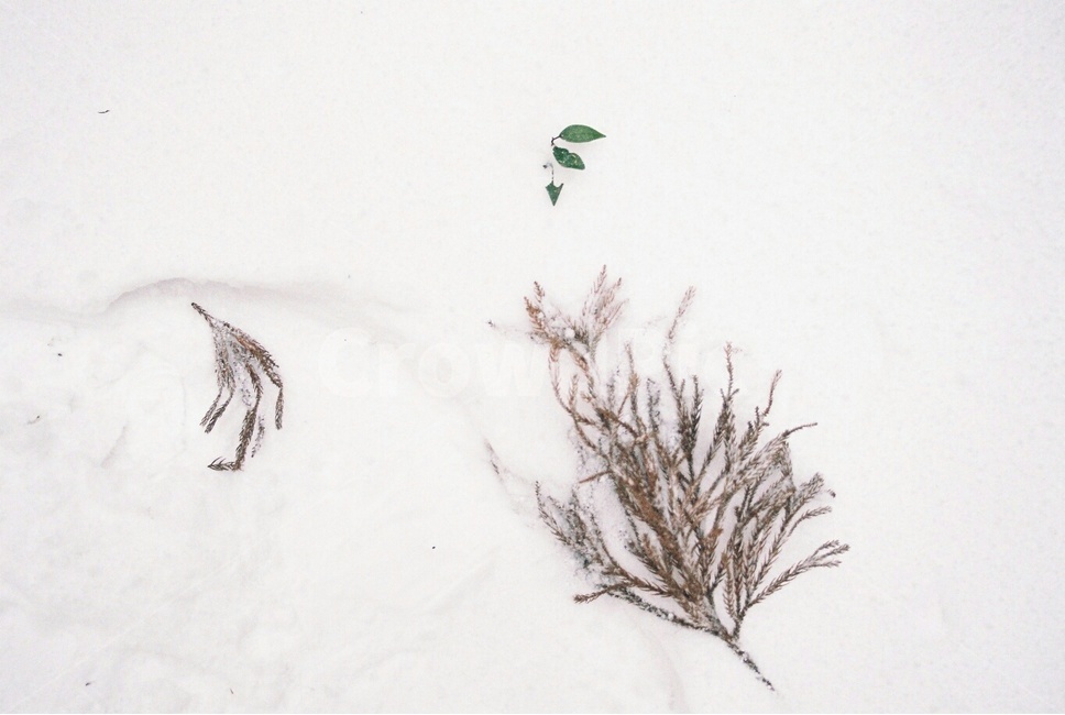 자연,nature,겨울제주,겨울,눈,함박눈,필름,필름사진,사려니숲,겨울,계절,winter,season