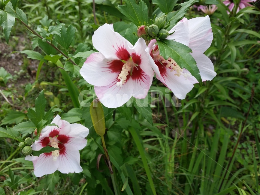 무궁화,국화,대한민국,애국,mugunghwa,식물,자연,plants,nature,꽃,flower
