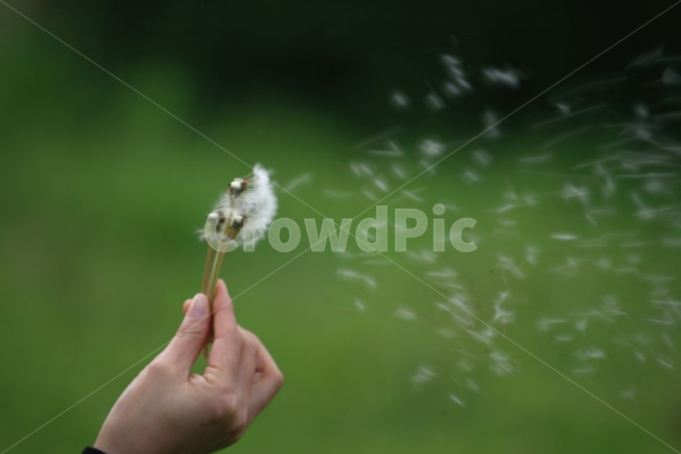 민들레,봄,풍경,식물,바람,식물,자연,plants,nature,꽃,flower,사람,인물,인간,human,person,신체일부,몸,body
