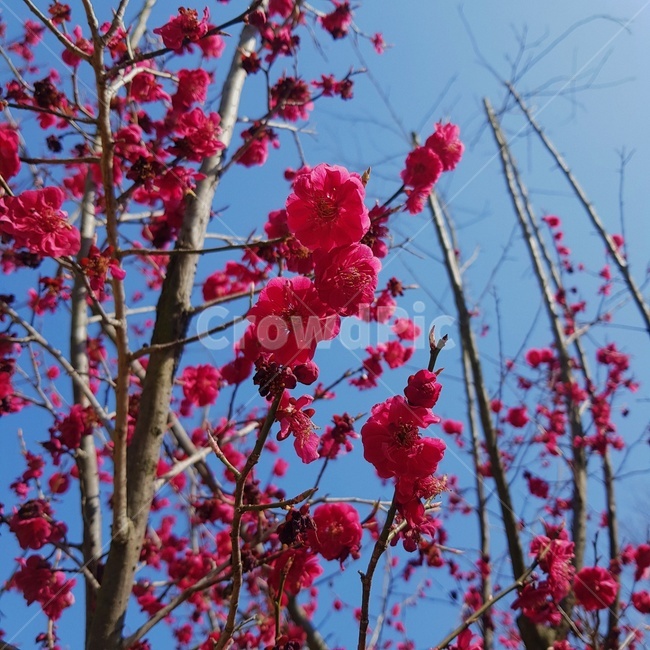 plant,식물,flower,꽃,blossom