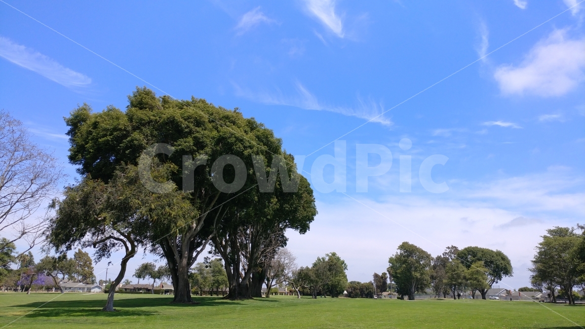 나무가있는풍경,나무,풍경,푸른하늘,trees,landscape,southerncalifornia,남가주,켈리포니아,해외,자연풍경,자연그대로,자연,풍경,nature,landscape,해외,외국,세계,foreign,oversea,world,grass,잔디,plant,식물,tree