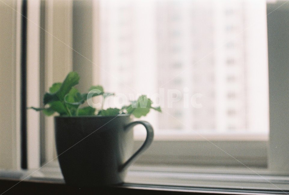 필름카메라,필름사진,감성사진,창틀,식물,실내용화초,화분,화초,house plant
