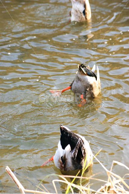 animal,동물,waterfowl,물새,청둥오리,bird,새,동물,animal,조류,새,birds