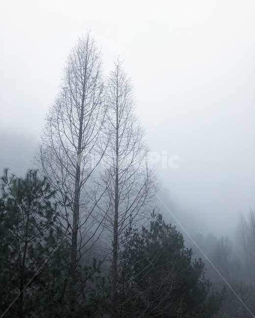 나무,날씨,nature,자연,안개,mist,outdoors,아침