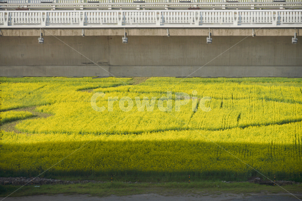 road,freeway,도로,꽃,유채꽃