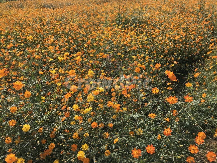 flower,꽃,식물,plant,잔디