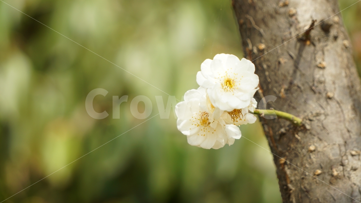 꽃,매화,접사,아웃포커싱,flower,배경,식물,자연,plants,nature,봄,계절,spring,season,꽃,flower,plant