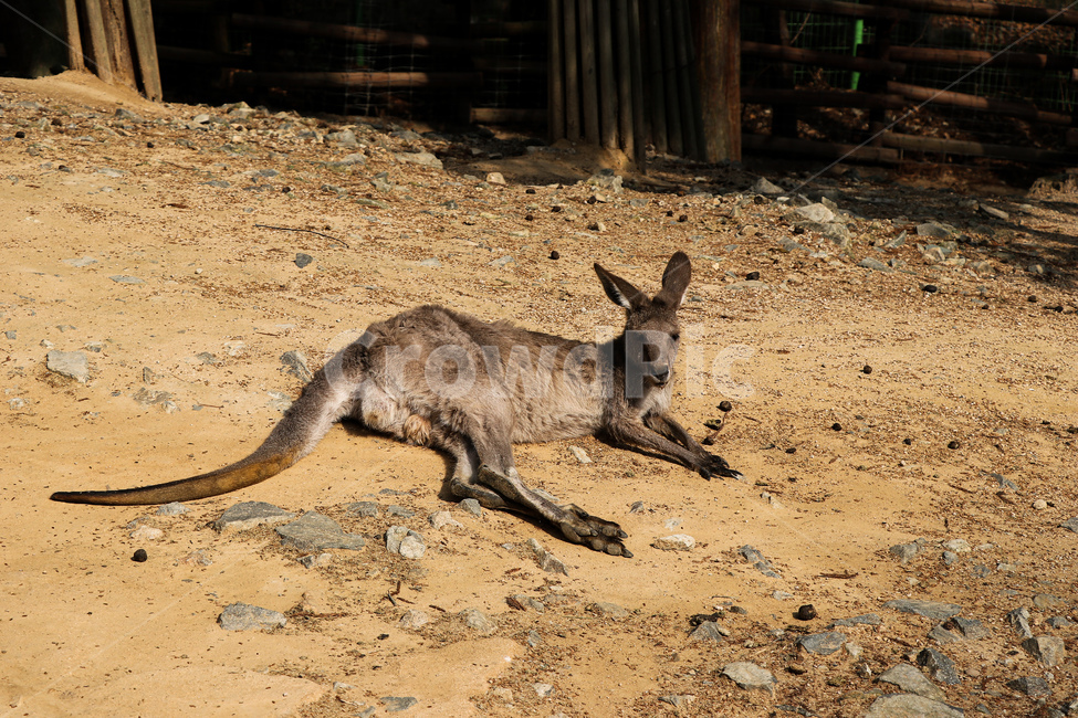 캥거루,동물,야생동물,animal,kangaroo