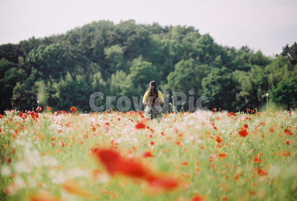 여자,뒷모습,한복,양귀비,생활한복,들,field,grassland,nature,자연,사람,인물,인간,human,person,여성,여자,woman,female,lady
