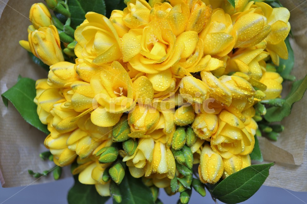 꽃다발,기념일,프리지아,노랑꽃,yellow,봄꽃,꽃향기,봄,계절,spring,season,식물,자연,plants,nature,꽃,flower,기념일,축하,anniversary,congratulation,celebrate,celebration,plant,flower bouquet,꽃 부케,blossom,flower arrangement,꽃꽂이