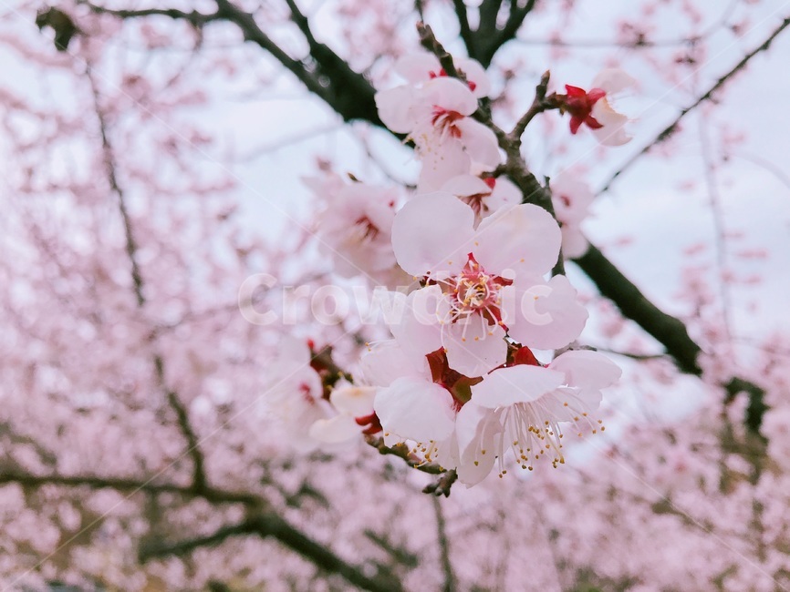 봄,벚꽃,사랑,분홍,핑크,하늘