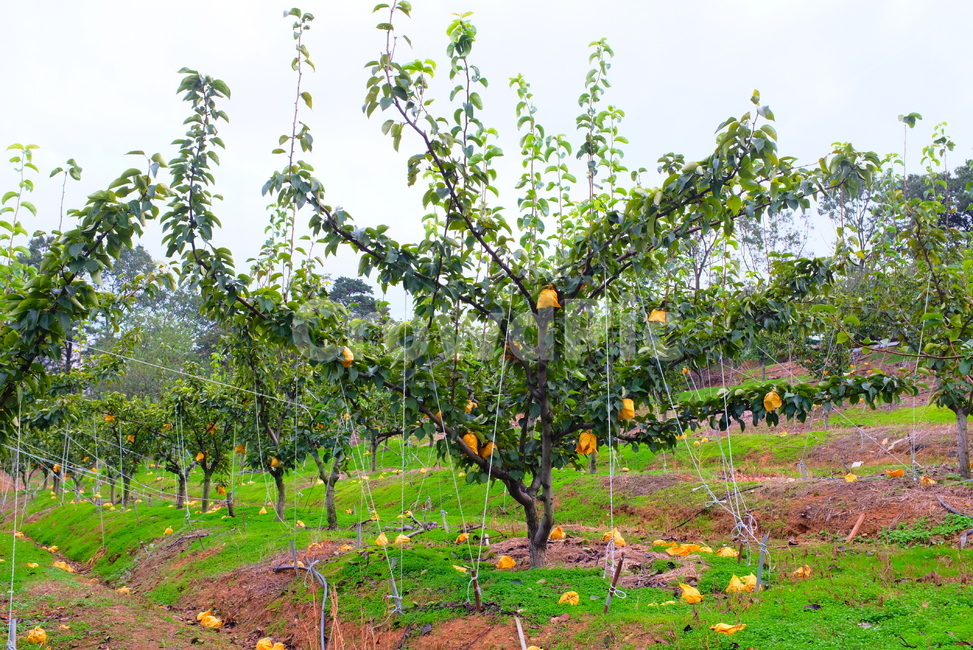 배,과수원,plant,식물,배나무,산업,industry,industrial,농업,농사,agriculture,farming,farming industry