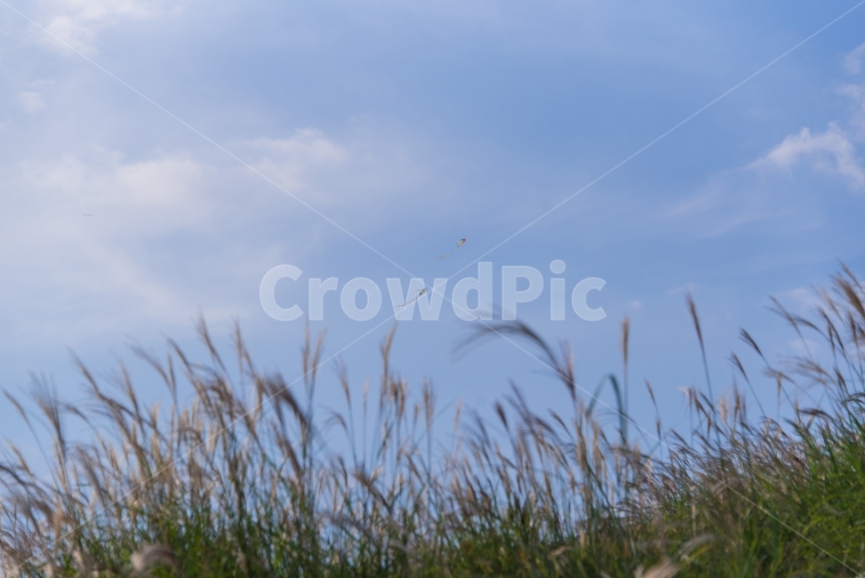 연날리기,가을하늘,갈대,Fall,Kites,가을,연,구름,가을,계절,fall,autumn,season,자연,풍경,nature,landscape,plant,식물,grass,잔디,lawn