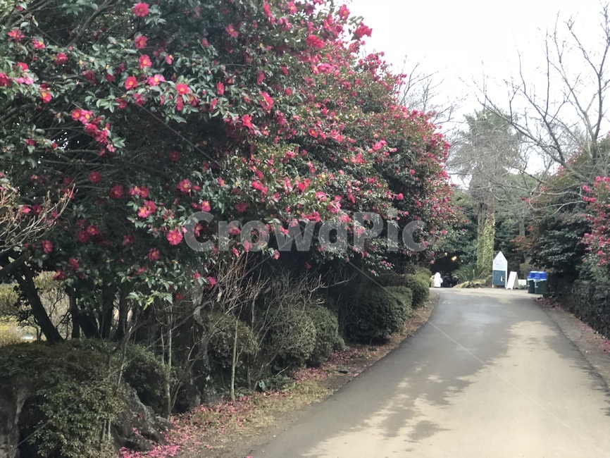 동백꽃,겨울꽃,풍경,자연물,꽃,식물,자연,plants,nature,꽃,flower