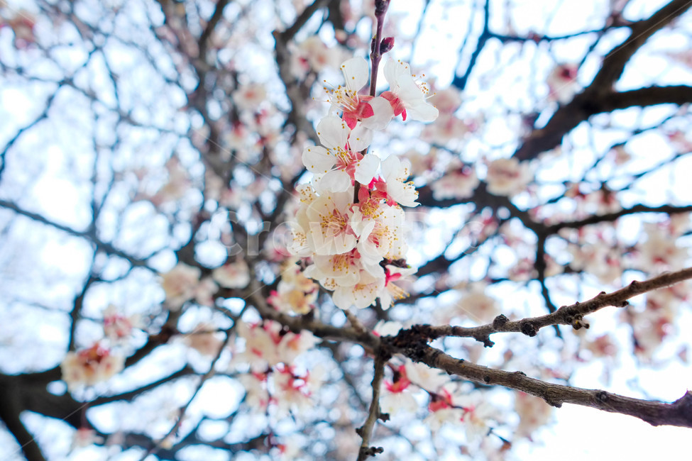 꽃,blossom,봄,자연,풍경,flower,야생화,감성,감성사진,봄,계절,spring,season,식물,자연,plants,nature,꽃,flower,plant