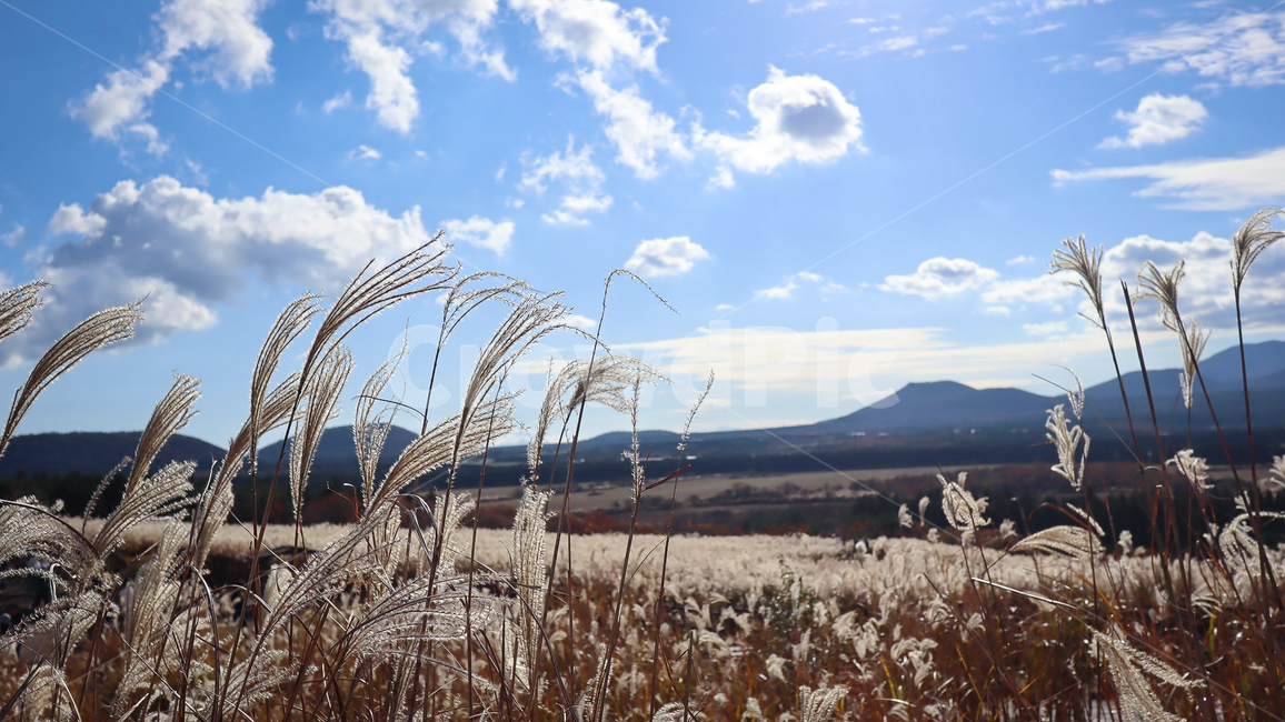 힐링,갈대,억새,하늘,자연,가을,계절,fall,autumn,season,자연,풍경,nature,landscape,plant,식물,grass,잔디,lawn