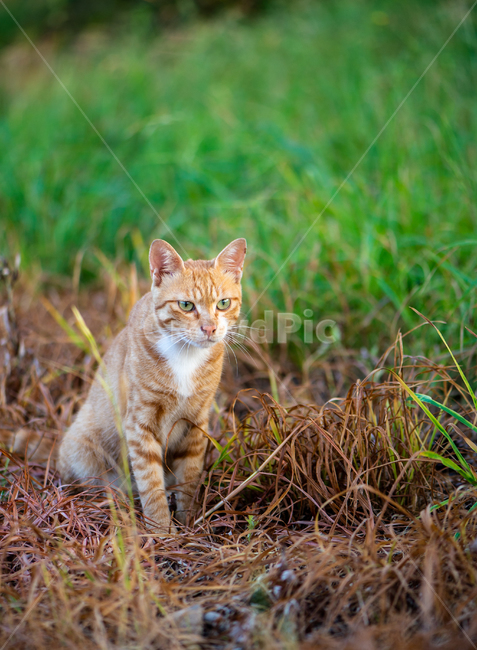 고양이,길고양이,동물,cat,animal,feline,동물,animal,포유류,mammal,고양이,cat,kitten,kitty