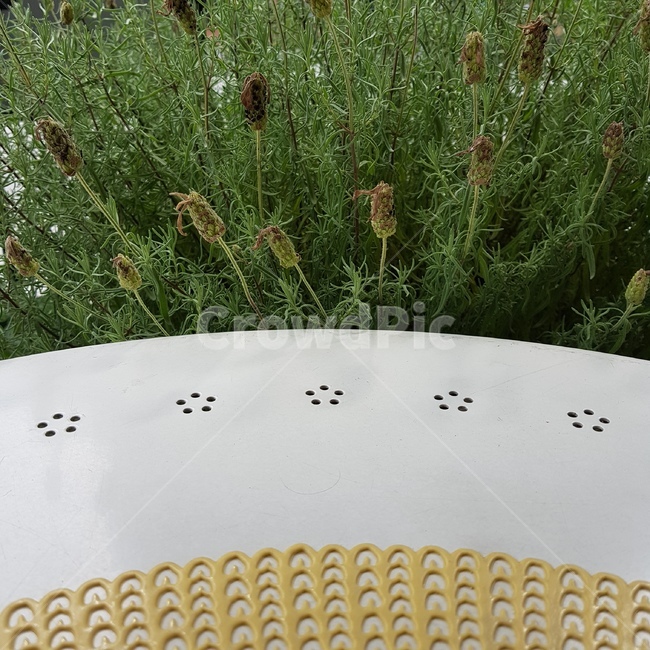 꽃,식물,자연,nature,카페,식물,자연,plants,nature
