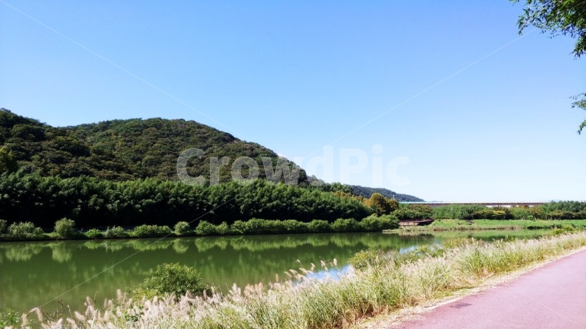 nature,자연,강,초록,갈대