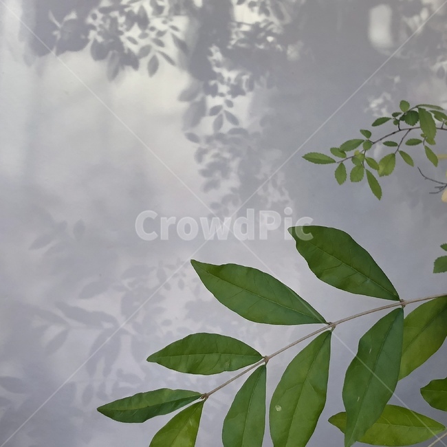 plant,식물,잎,자연,그림자