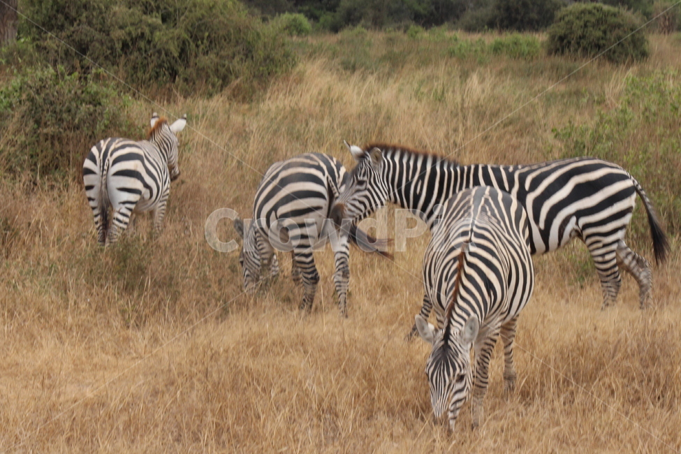 얼룩말,케냐,아프리카,무리,자연,숲,동물,zebra,동물,animal,포유류,mammal